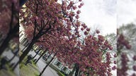 Kirschblütenbäume, die auf einer Straße vor ein paar Häusern blühen.