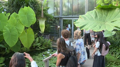 Titanenwurz in Bonn im Botanischen Garten