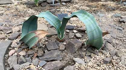 Die Welwitschia, eine Wüstenpflanze mit zwei langen grünen Blättern, in den Botanischen Gärten in Bonn.