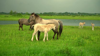 Auf einer grünen Wiese stehen zwei Pferde und drei Fohlen. Im Hintergrund ist ein See zu sehen.
