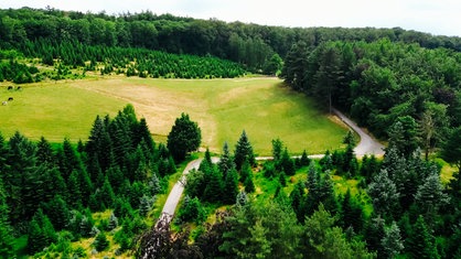 Ein Wald mit einem Wanderweg aus der Luft aufgenommen