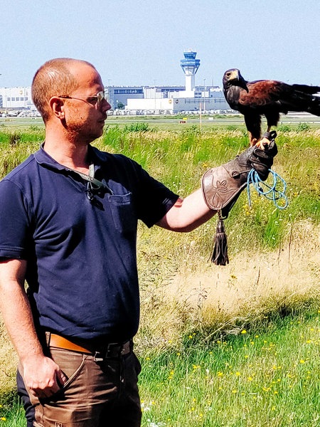 Tierpfleger Marc Frangenberg hält einen Wüstenbussard auf dem Arm, im Hintergrund der Flughafen Köln/Bonn