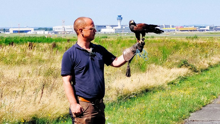 Tierpfleger Marc Frangenberg hält einen Wüstenbussard auf dem Arm, im Hintergrund der Flughafen Köln/Bonn