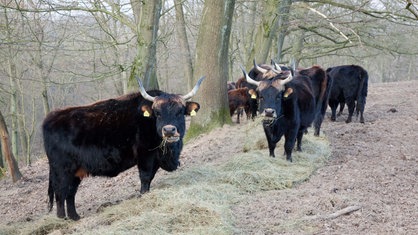 Das Eiszeitliche Wildgehege Neandertal