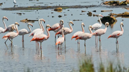 Flamingos im Naturschutzgebiet Zwillbrocker Venn