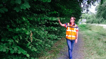 Ein Mann mit einer Warnweste kontrolliert eine Hecke. 