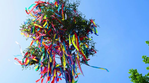 Foto von unten von einem mit bunten Bändern geschmückten Maibaum, im Hintergrund: strahlend blauer Himmel