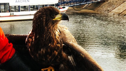 Ein Adler im Seitenprofil auf dem Arm eines Falkners. Im Hintergrund ist der Rursee samt anlegenden Schiff abgebildet