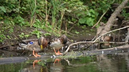 Zwei Enten sitzen am Flussufer und putzen sich