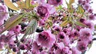 Kirschblüte in Bad Honnef