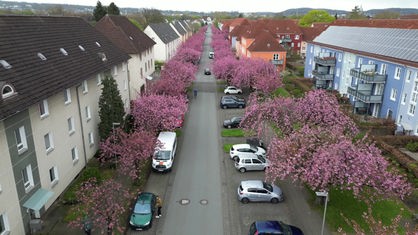 An der Straße Auf dem langen Kampe stehen rechts und links pink blühende Kirschbäume