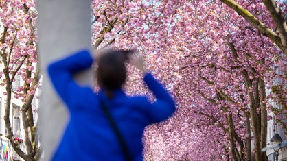 Eine Frau in einer blauen Jacke fotografiert die rosa Blüten der Kirschbäume in der Heerstraße in Bonn