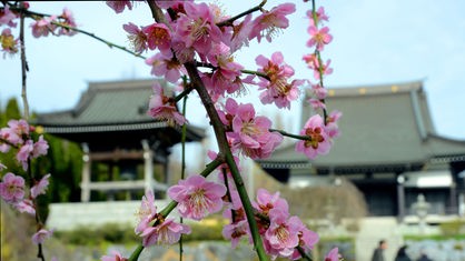 Ein Zweig mit rosa Kirschblüten hängt im japanischen Garten des EKO-Haus in Düsseldorf