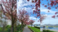 Kirschblüte in Oberwinter