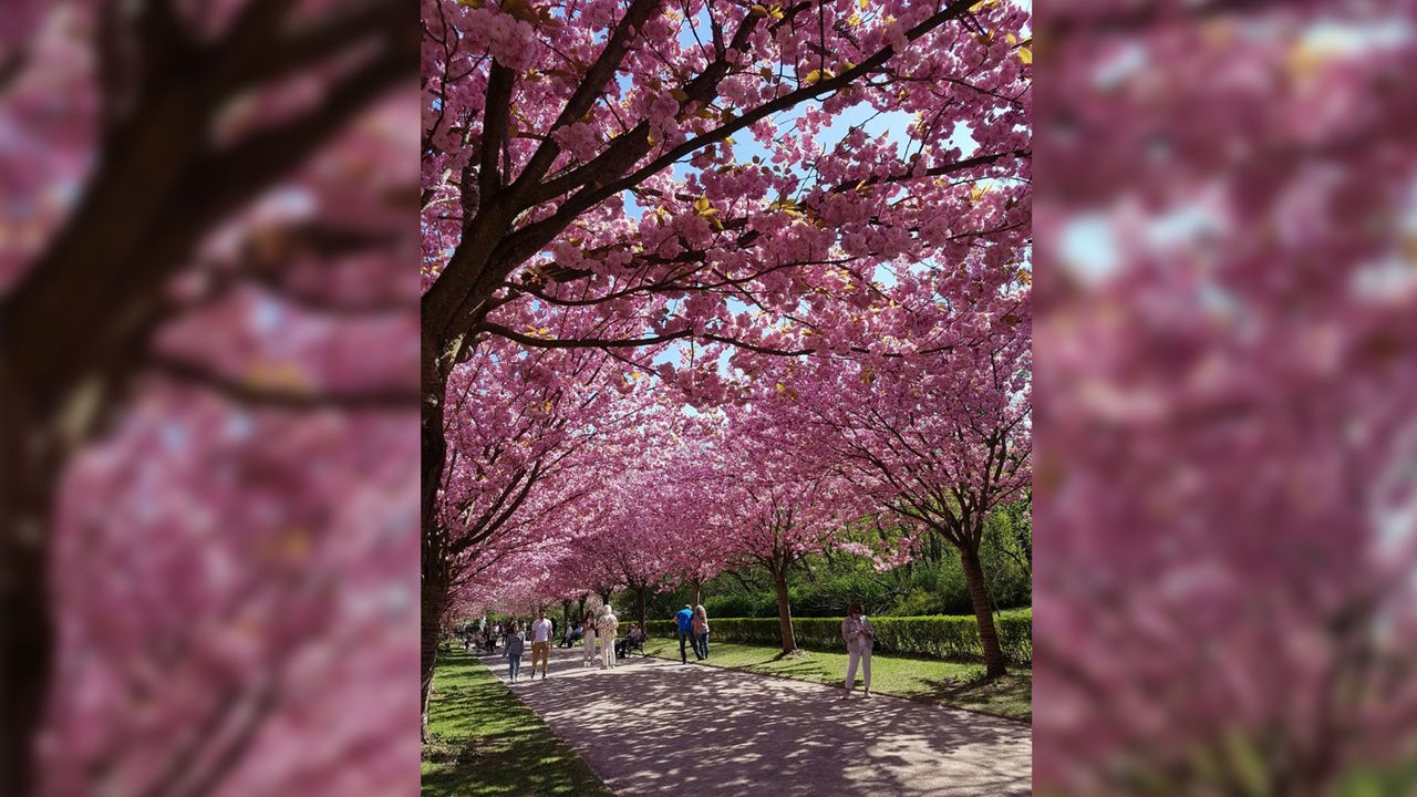 Kirschblüte im Dortmunder Rombergpark