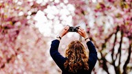 Eine Frau fotografiert die Kirschblüten in Bonn. 