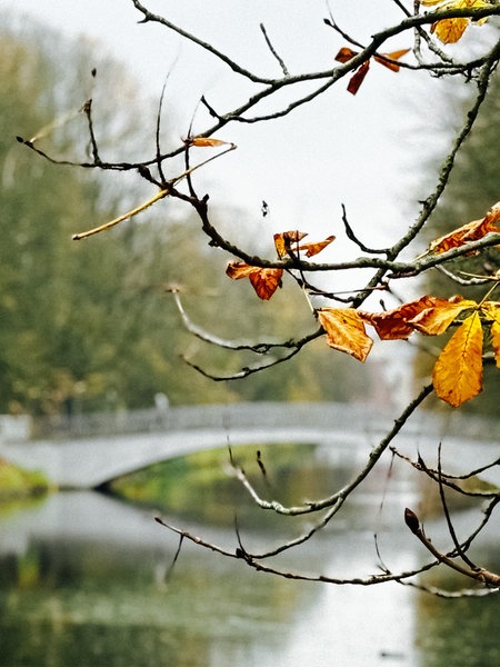 Ein kahler Kastanienast mit einzelnen gelblichen Blättern im Hintergrund unscharf eine Brücke über einem Kanal