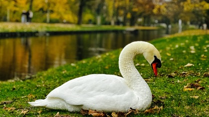 Ein weißer Schwan auf einer grünen Wiese. Im Hintergrund ein Kanal, in dem sich die herbstlichen Farben der Bäume spiegeln