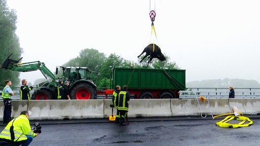 Ein Wasserbüffel wird von einem Kram auf den Anhänger eines Treckers gehoben.