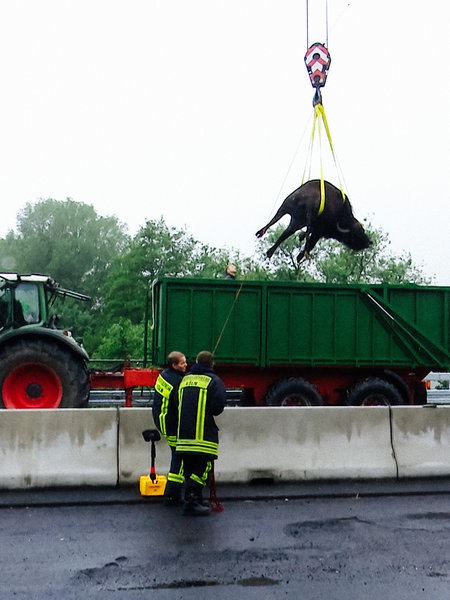 Ein Wasserbüffel wird von einem Kram auf den Anhänger eines Treckers gehoben.