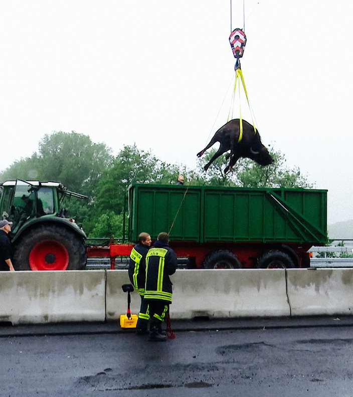 Ein Wasserbüffel wird von einem Kram auf den Anhänger eines Treckers gehoben.