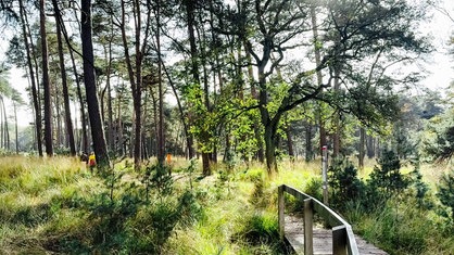 Einige Bäume des Waldes stehen in Sonnenlicht.