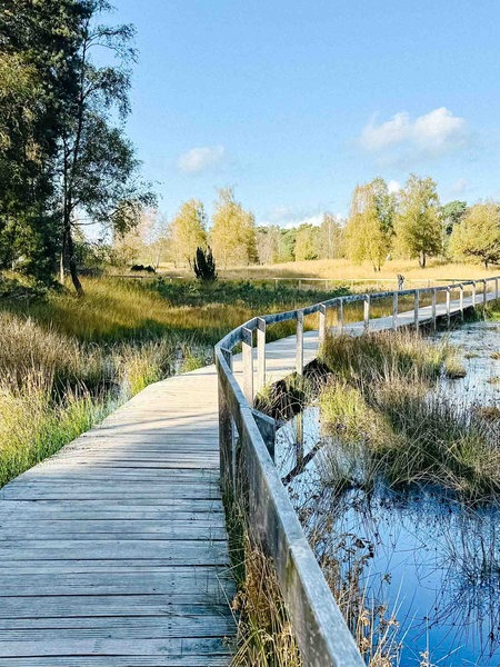 Ein Ausschnitt des Holzsteg-Rundwegs des Diersfordter Walds. Links vom Steg sieht man mehrere Bäume, während rechts ein kleines Moor und eine Lichtung zu sehen ist.