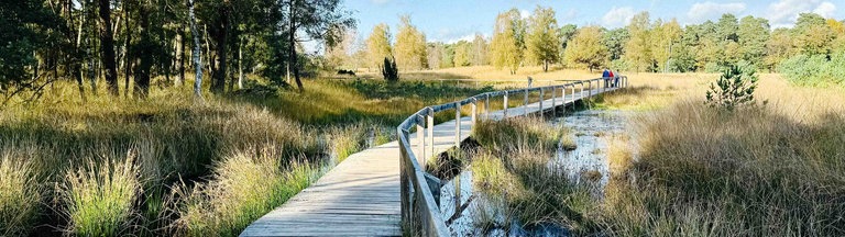 Ein Ausschnitt des Holzsteg-Rundwegs des Diersfordter Walds. Links vom Steg sieht man mehrere Bäume, während rechts ein kleines Moor und eine Lichtung zu sehen ist.