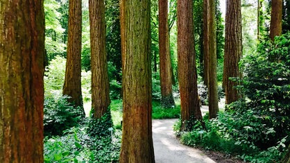 Ein Wald aus Mammutbäumen