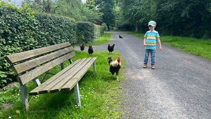 Ein Junge blickt auf Hühner, die vor ihm herlaufen