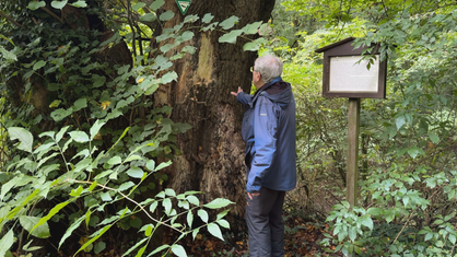 Dieter Besserer steht an einer sehr alten Linde im Wald. Hier wurden im Mittelalter Gerichte abgehalten.