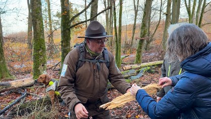 Ranger Engelke zeigt, wie Holz aussieht, das von Pilzen zersetzt wird 