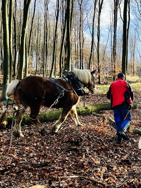 Ein Mann führt ein Pferd durch einen herbstlichen Wald, während das Pferd einen gefällten Baumstamm zieht