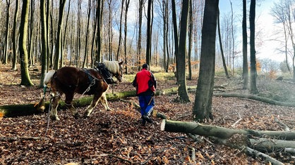 Ein Mann führt ein Pferd durch einen herbstlichen Wald, während das Pferd einen gefällten Baumstamm zieht