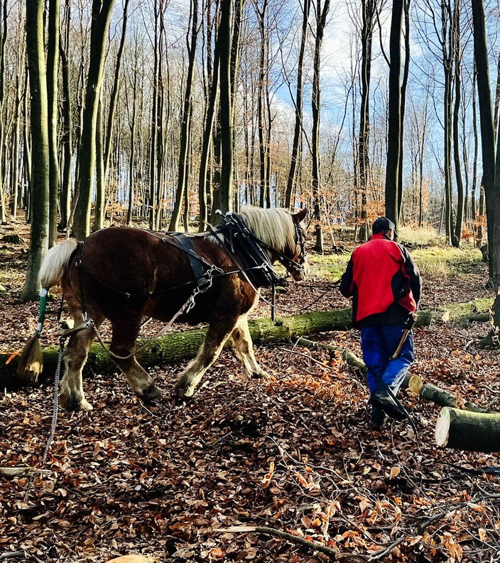 Ein Mann führt ein Pferd durch einen herbstlichen Wald, während das Pferd einen gefällten Baumstamm zieht