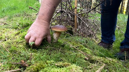 Eine große Hand greift nach einem Pilz, der auf Waldboden steht
