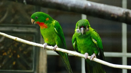 Zwei grüne Papageien auf einer Stange