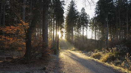 Die Sonne scheint durch Bäume auf einen belaubten Boden im Arnsberger Wald.