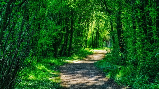 Ein schmaler Wanderweg im Wald zwischen dichten grünen Baumreihen