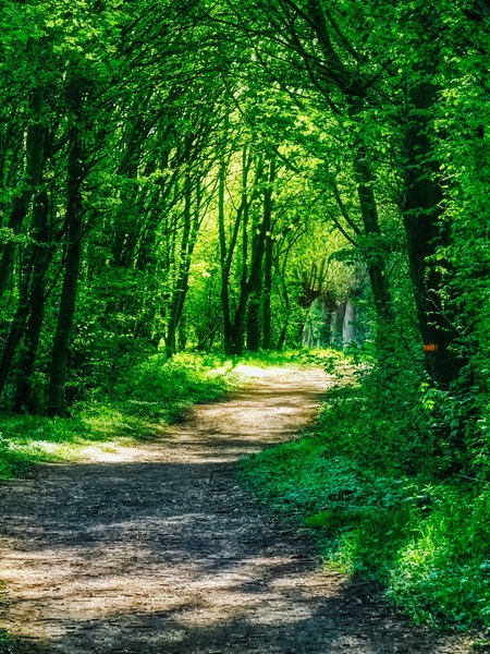 Ein schmaler Wanderweg im Wald zwischen dichten grünen Baumreihen