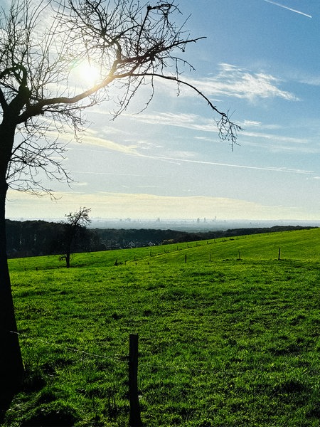 Ein grünes Feld auf dem am Rande ein Blätterloser Baum steht. Der Blick führt ins Tal