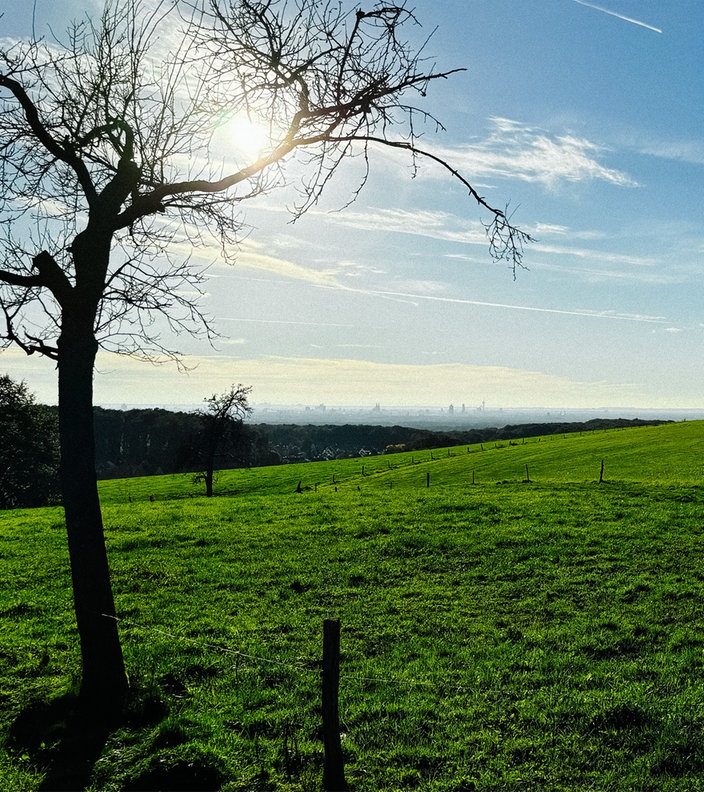 Ein grünes Feld auf dem am Rande ein Blätterloser Baum steht. Der Blick führt ins Tal