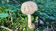 Foto von einem Pilz, der auf Waldboden steht