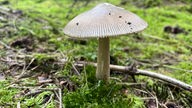 Foto von einem Pilz im Wald