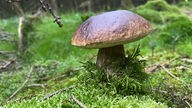 Foto von einem großen, braunen Pilz im Wald