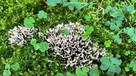 Foto von einem korallenförmigen Pilz auf mit Moos bewachsenem Waldboden