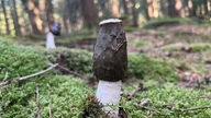 Foto von einem schmalen, lang gewachsenen braun-weißen Pilz im Wald