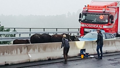 Entlaufene Wasserbüffel stehen auf der A3 bei Leverkusen neben einem Polizeiauto und einem Lkw.