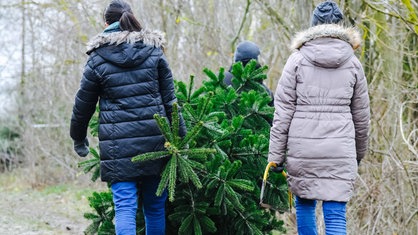 Drei von hinten fotografierte Personen Tragen gemeinsam einen Tannenbaum, den sie soeben gefällt haben. 