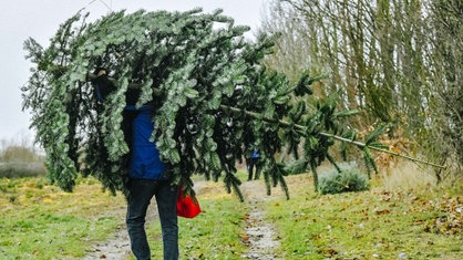 Ein Mann von hinten fotografieert trägt alleine auf seinen Schultern einen Tannenbaum, der größer ist als er selbst.